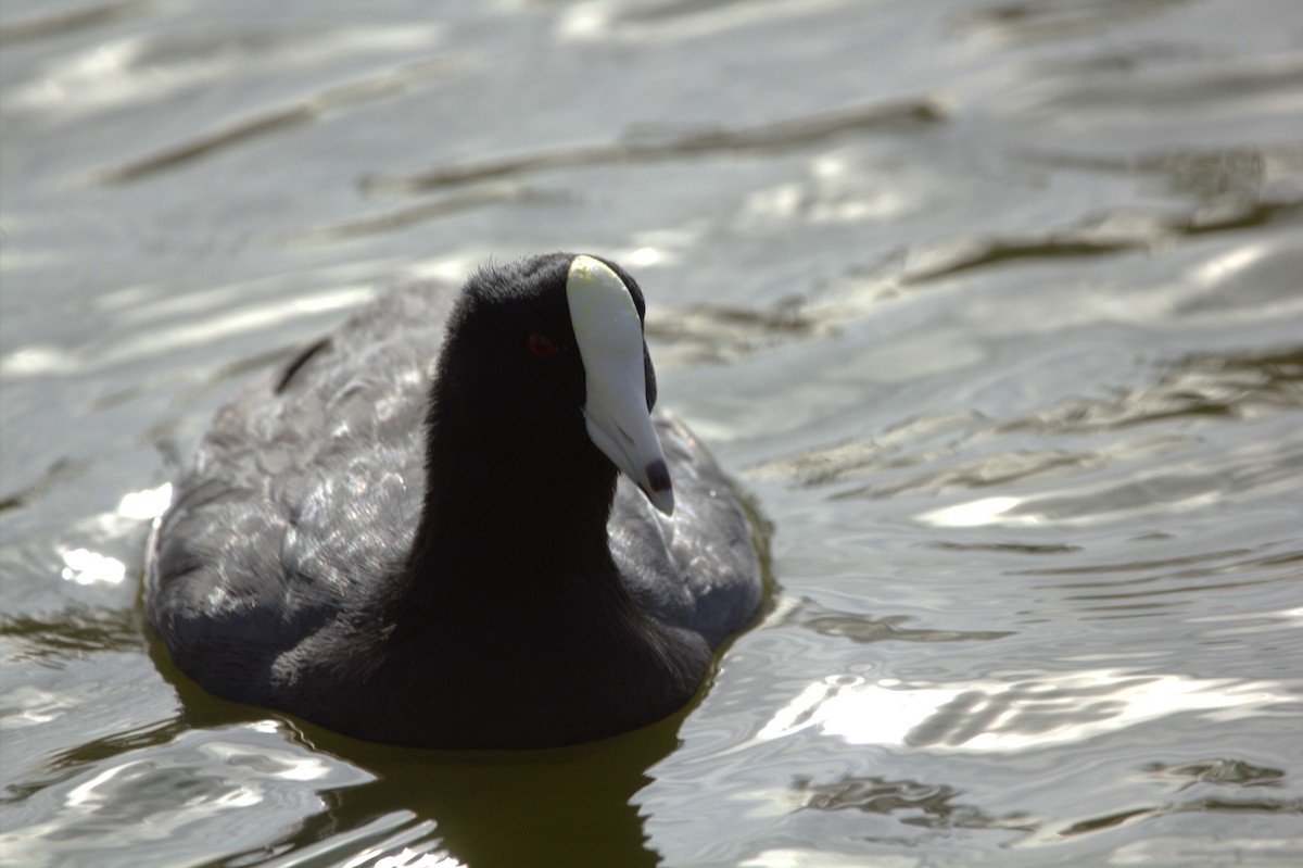 American Coot (White-shielded) - ML614067596