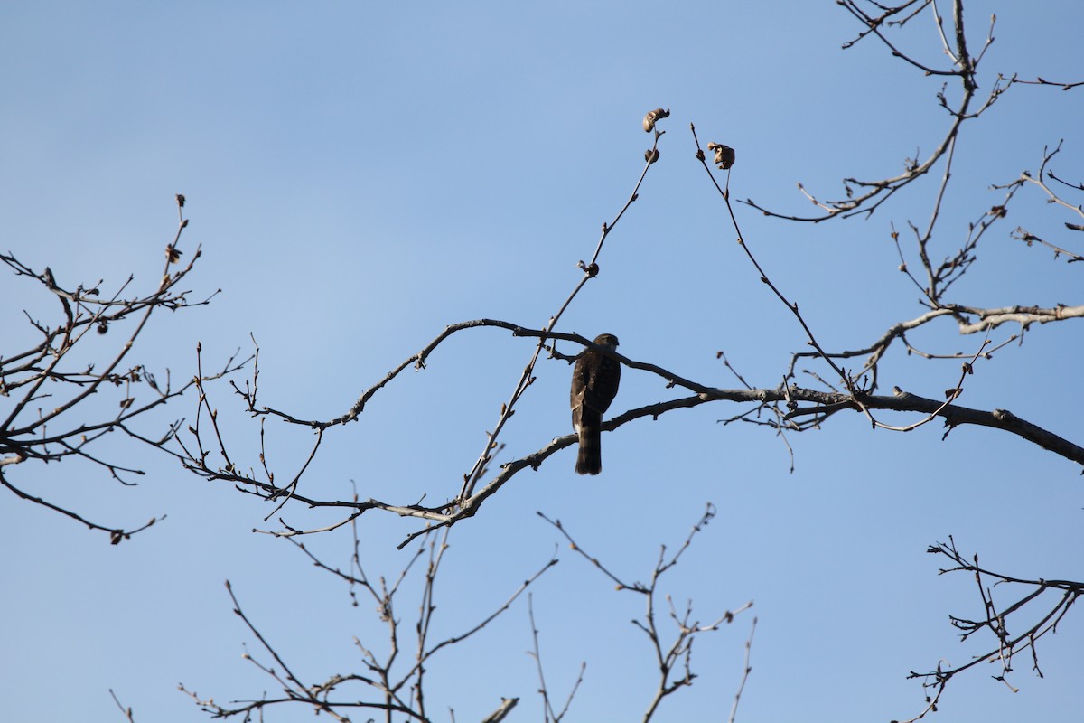 Sharp-shinned Hawk - ML614067602