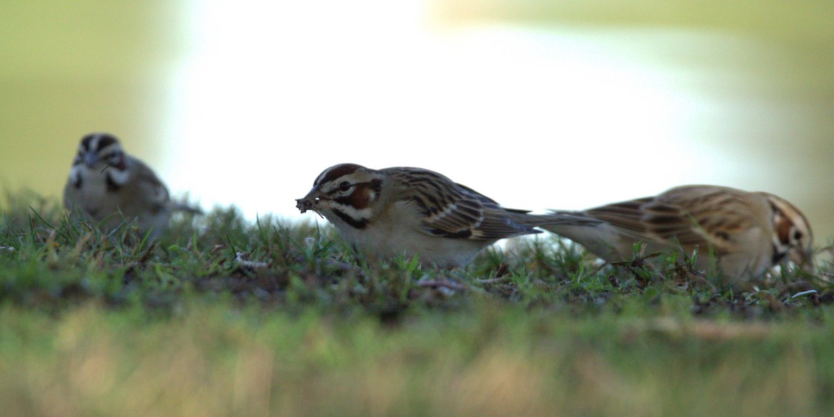 Lark Sparrow - ML614067610