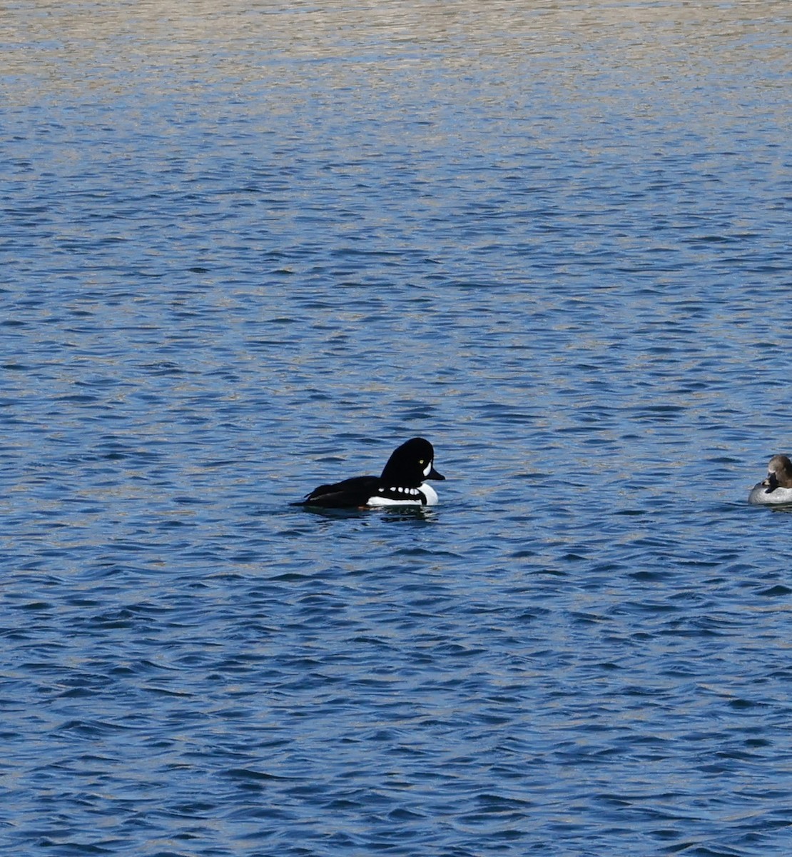 Barrow's Goldeneye - ML614067715