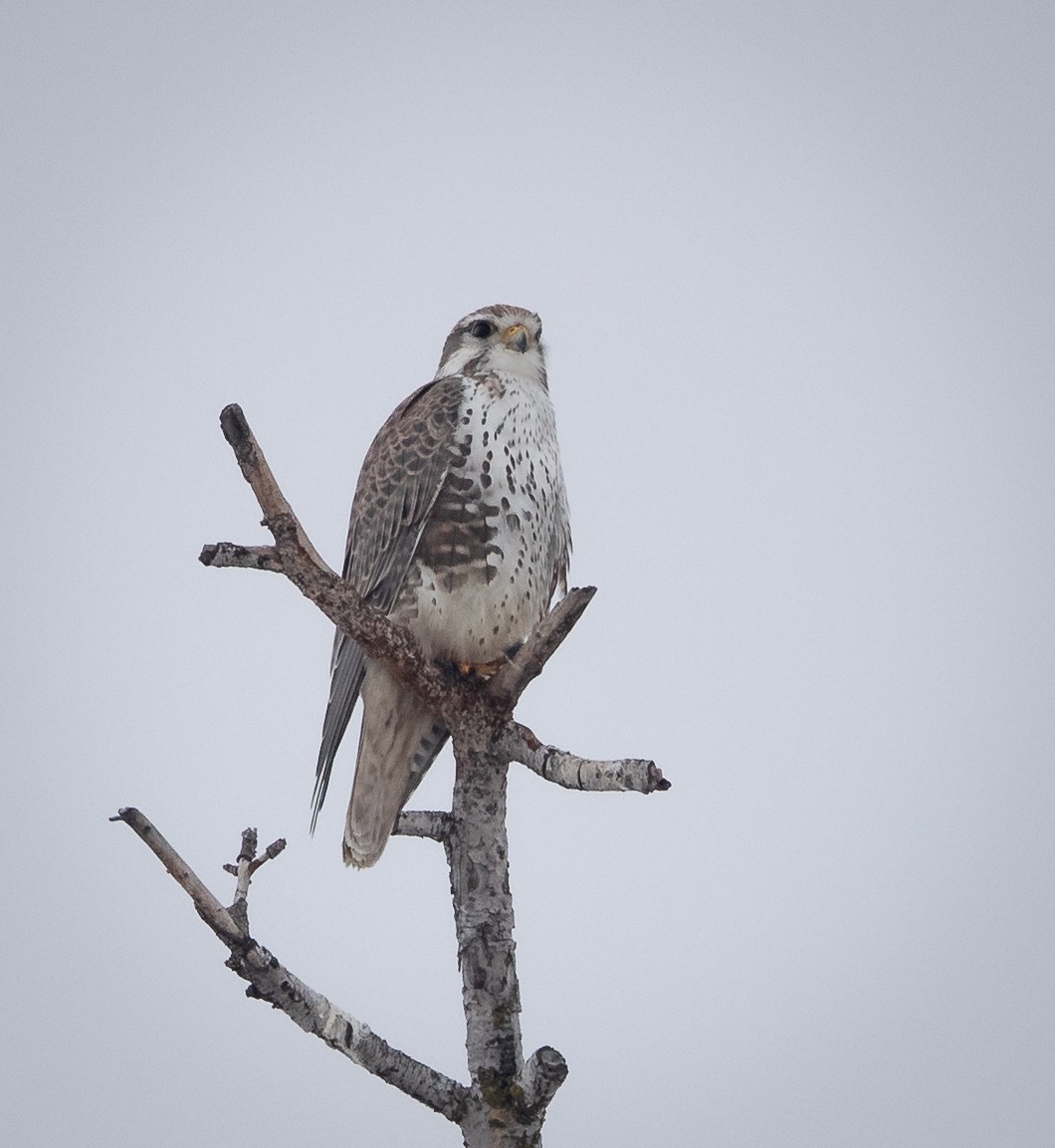 Faucon des prairies - ML614067798