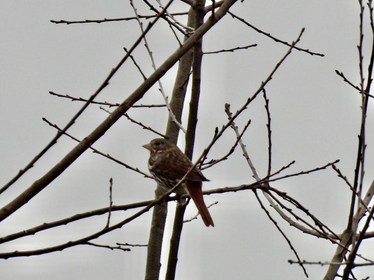 Fox Sparrow - Melissa Wales