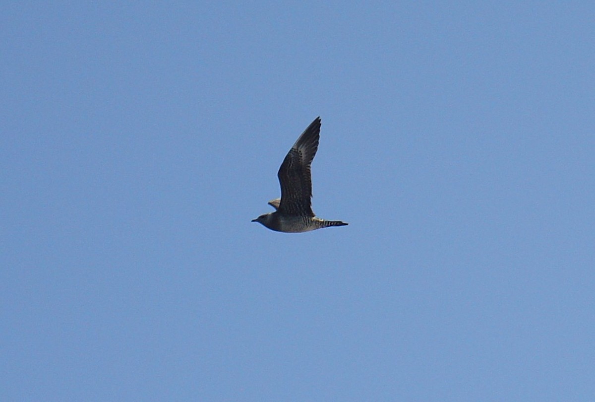 Long-tailed Jaeger - ML614067874