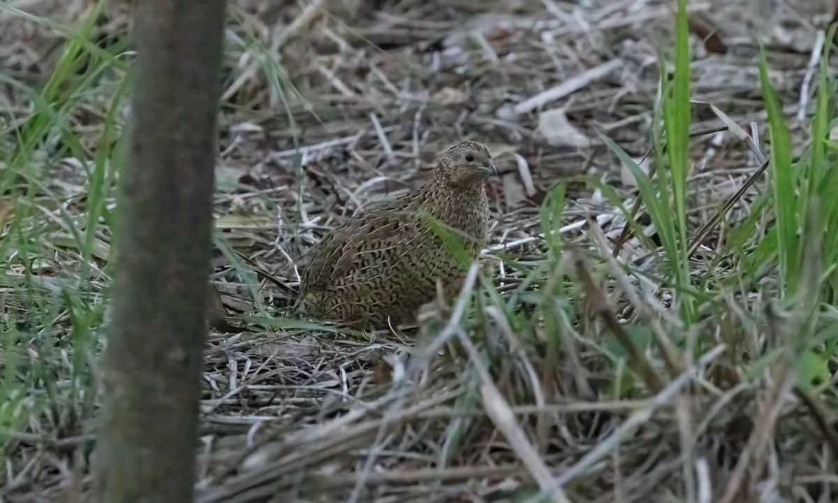 Brown Quail - ML614067933