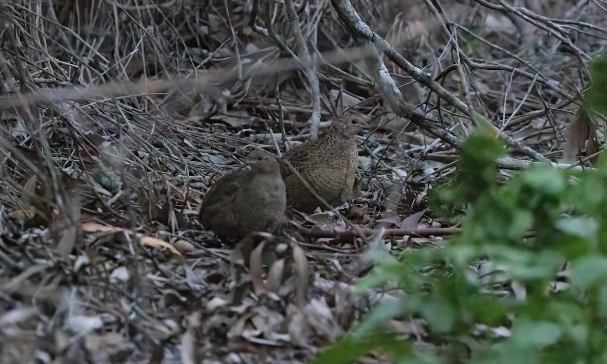 Brown Quail - ML614067934