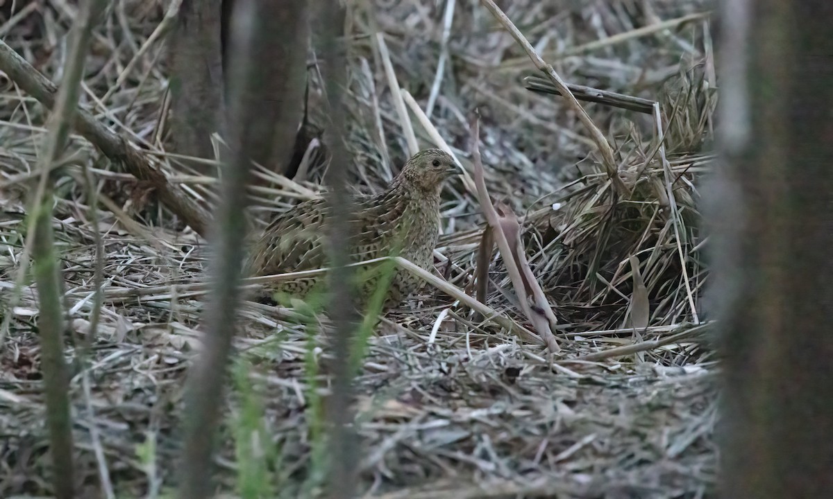 Brown Quail - ML614067939