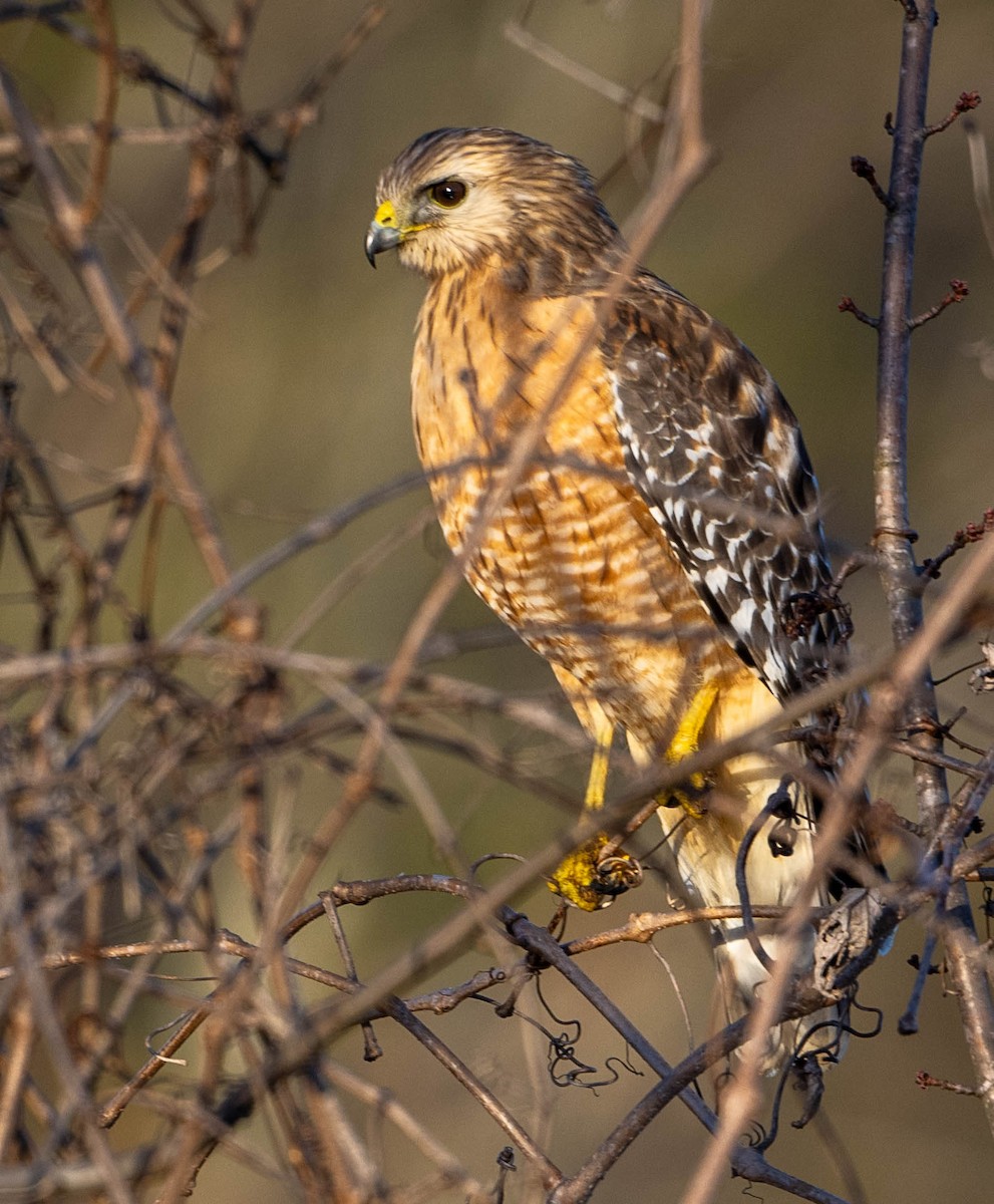 Red-shouldered Hawk - ML614067944