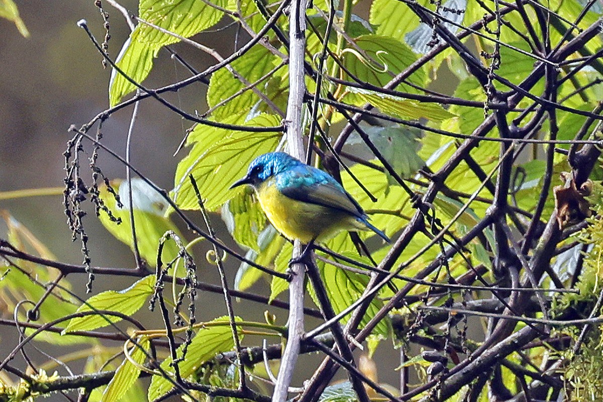 Collared Sunbird - Charlie Keller