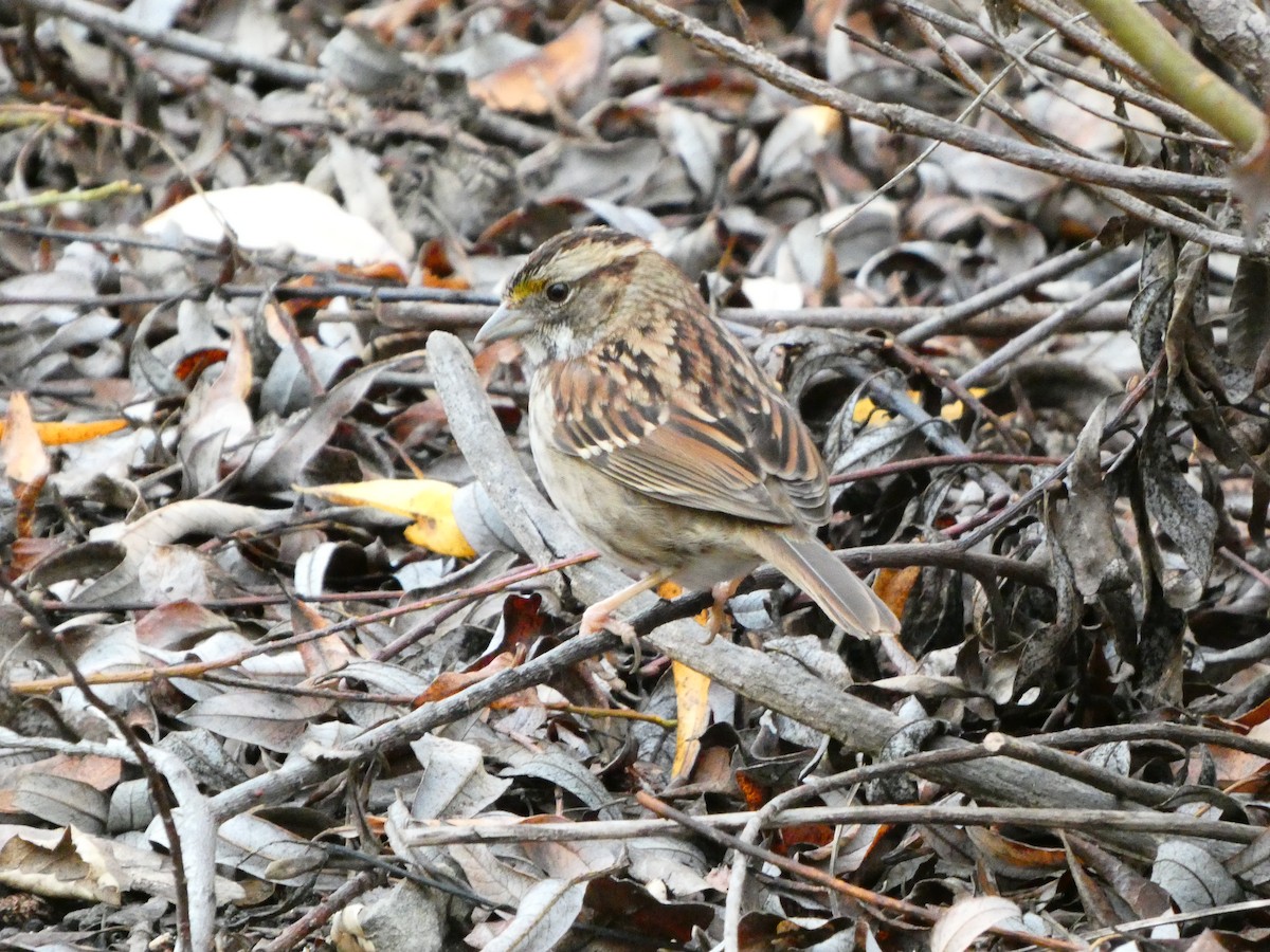 White-throated Sparrow - ML614068084