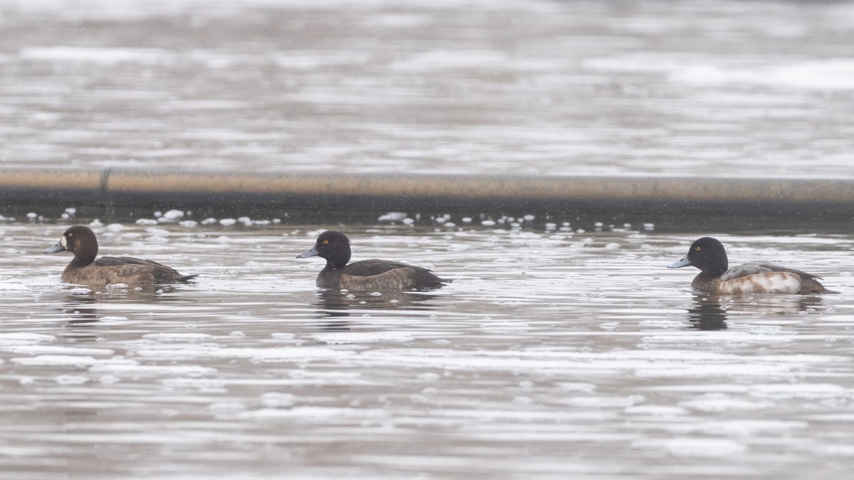 Tufted Duck - ML614068110