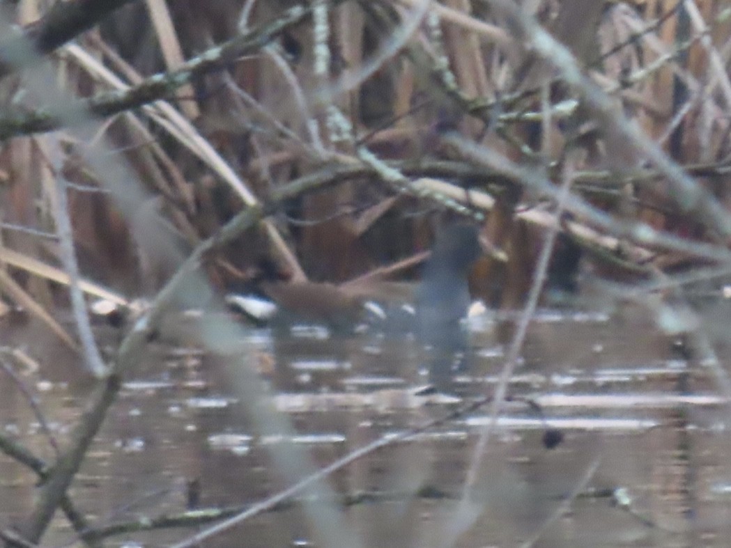 Common Gallinule - Nolan Keyes