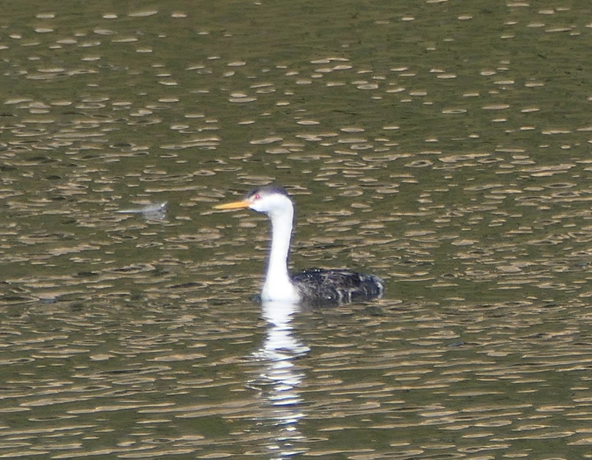 Clark's Grebe - ML614068211