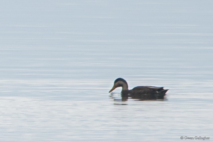 Mallard x American Black Duck (hybrid) - Gwen Gallagher