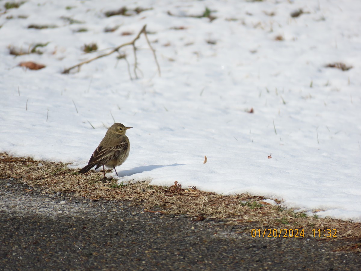 Pipit d'Amérique - ML614068240