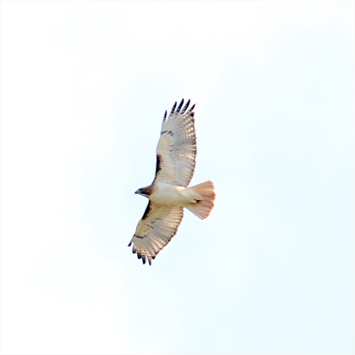 Red-tailed Hawk - ML614068250