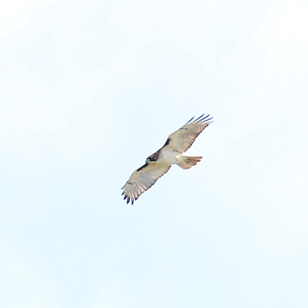 Red-tailed Hawk - ML614068251