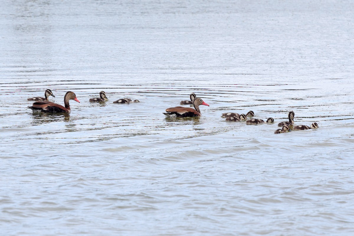 Black-bellied Whistling-Duck - ML614068264