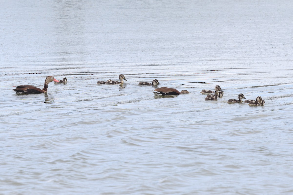 Black-bellied Whistling-Duck - Tom Murray