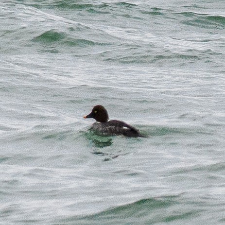 Common Goldeneye - ML614068288