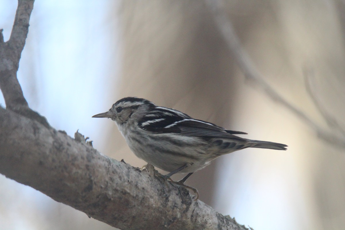 Black-and-white Warbler - ML614068306
