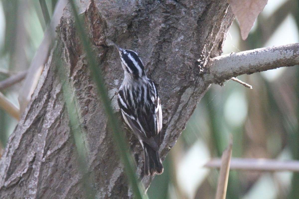 Black-and-white Warbler - ML614068307