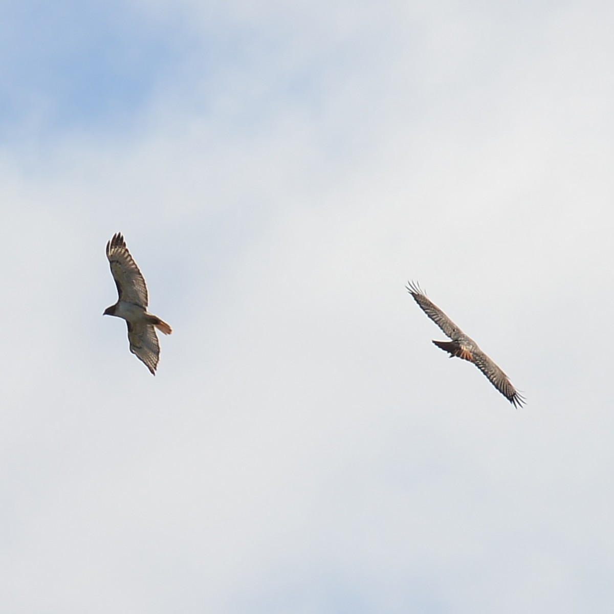 Red-tailed Hawk - ML614068315