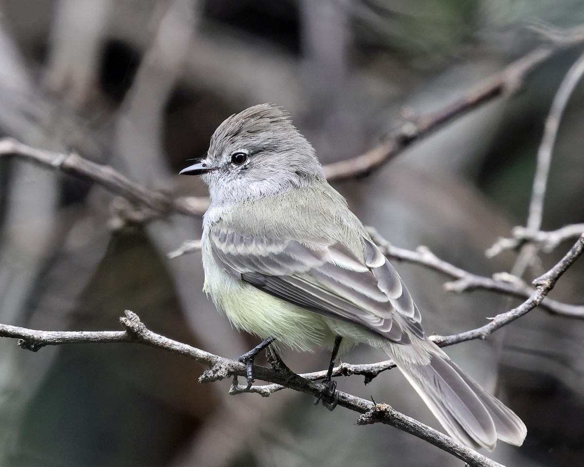 Northern Scrub-Flycatcher - ML614068325