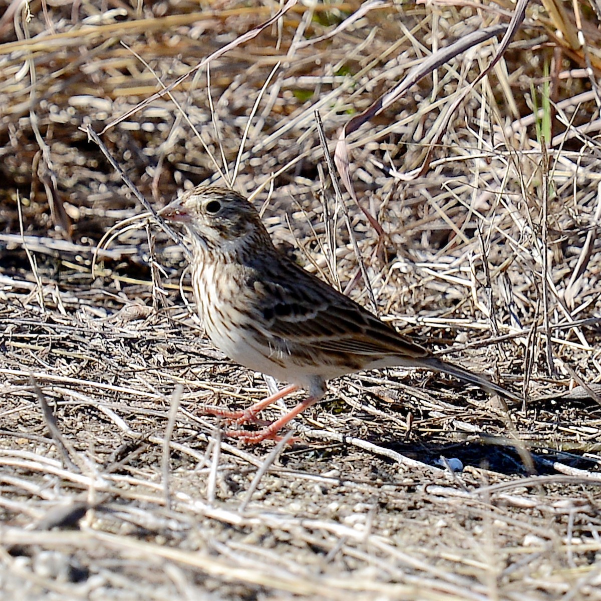 Vesper Sparrow - ML614068326