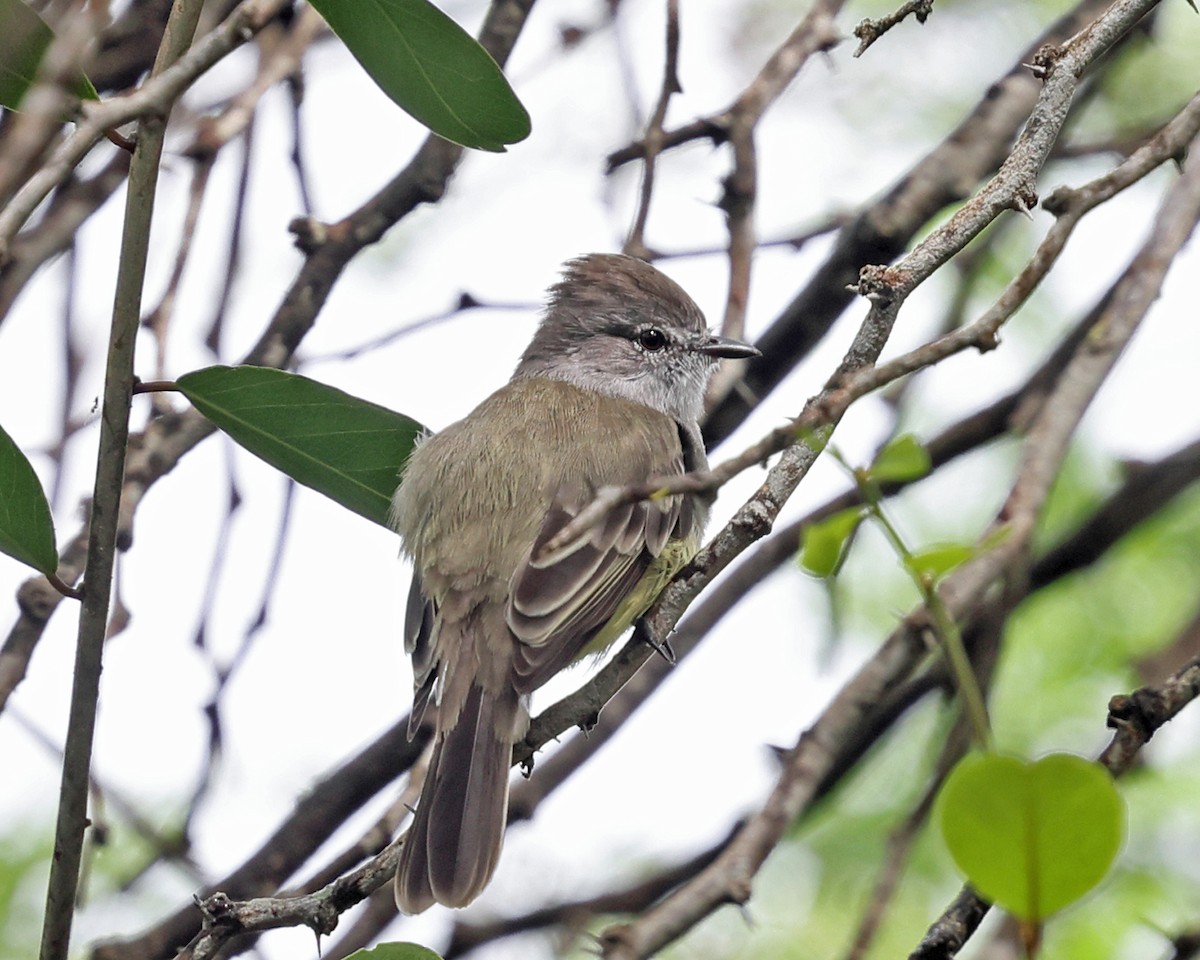 Northern Scrub-Flycatcher - Tom Murray