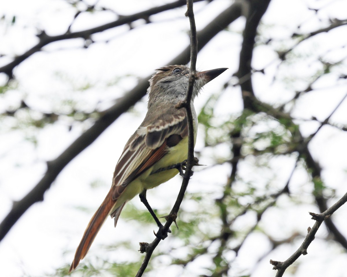 Brown-crested Flycatcher - Tom Murray