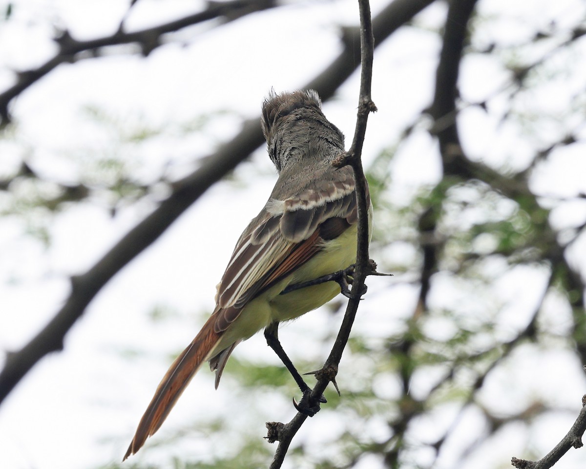 Brown-crested Flycatcher - ML614068345