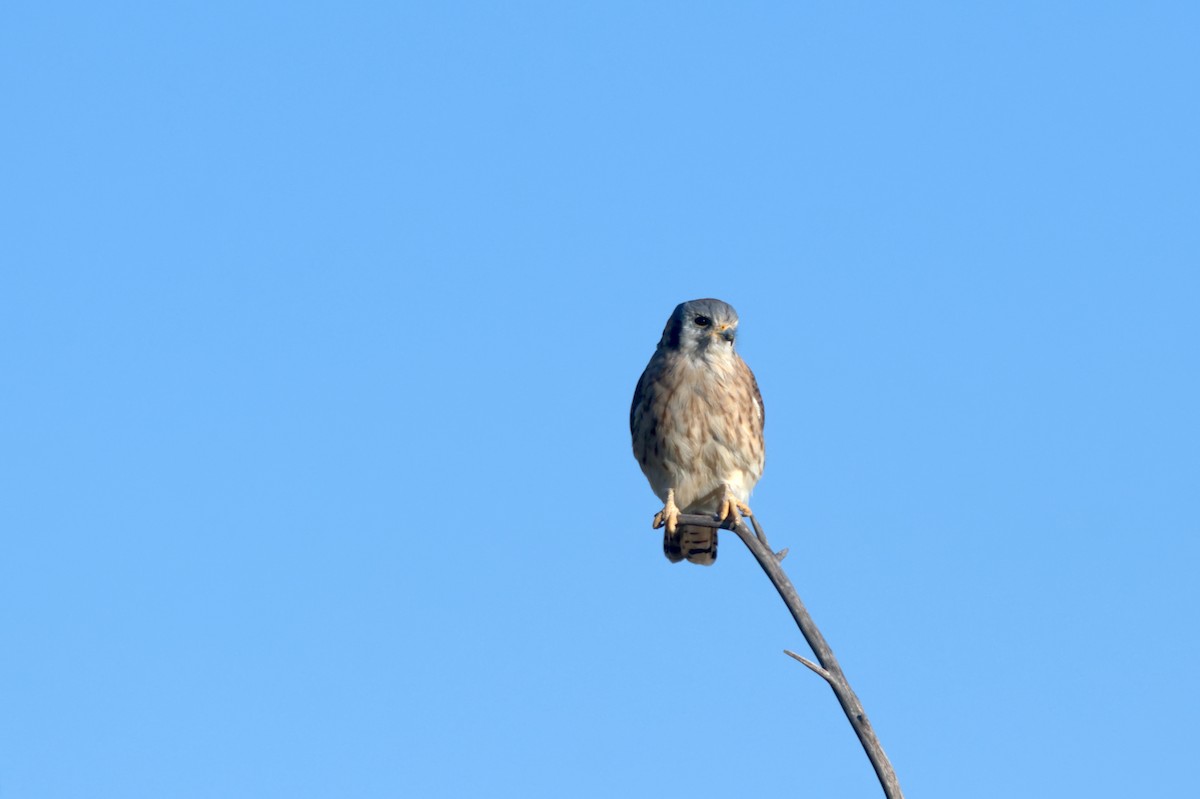 American Kestrel - ML614068365