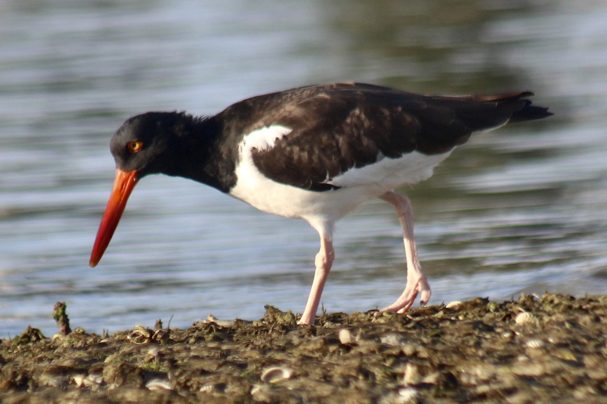 American Oystercatcher - Carl Shavers