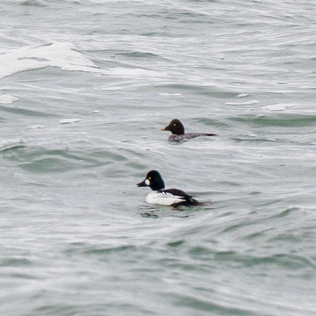 Common Goldeneye - ML614068425