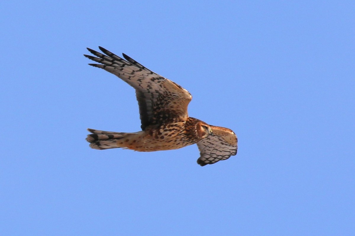 Hudsonweihe - ML614068448