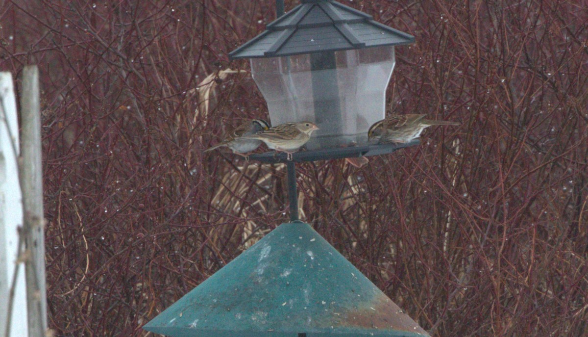 Dickcissel - ML614068449