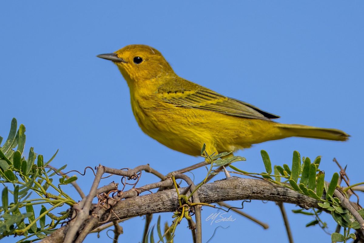 Yellow Warbler - Manuel Seda