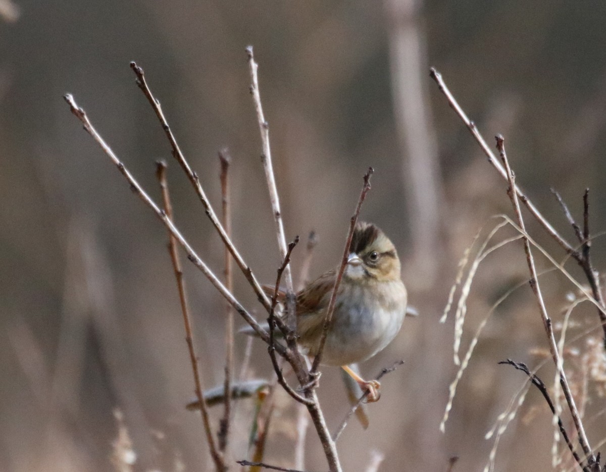 Swamp Sparrow - Kelly Krechmer