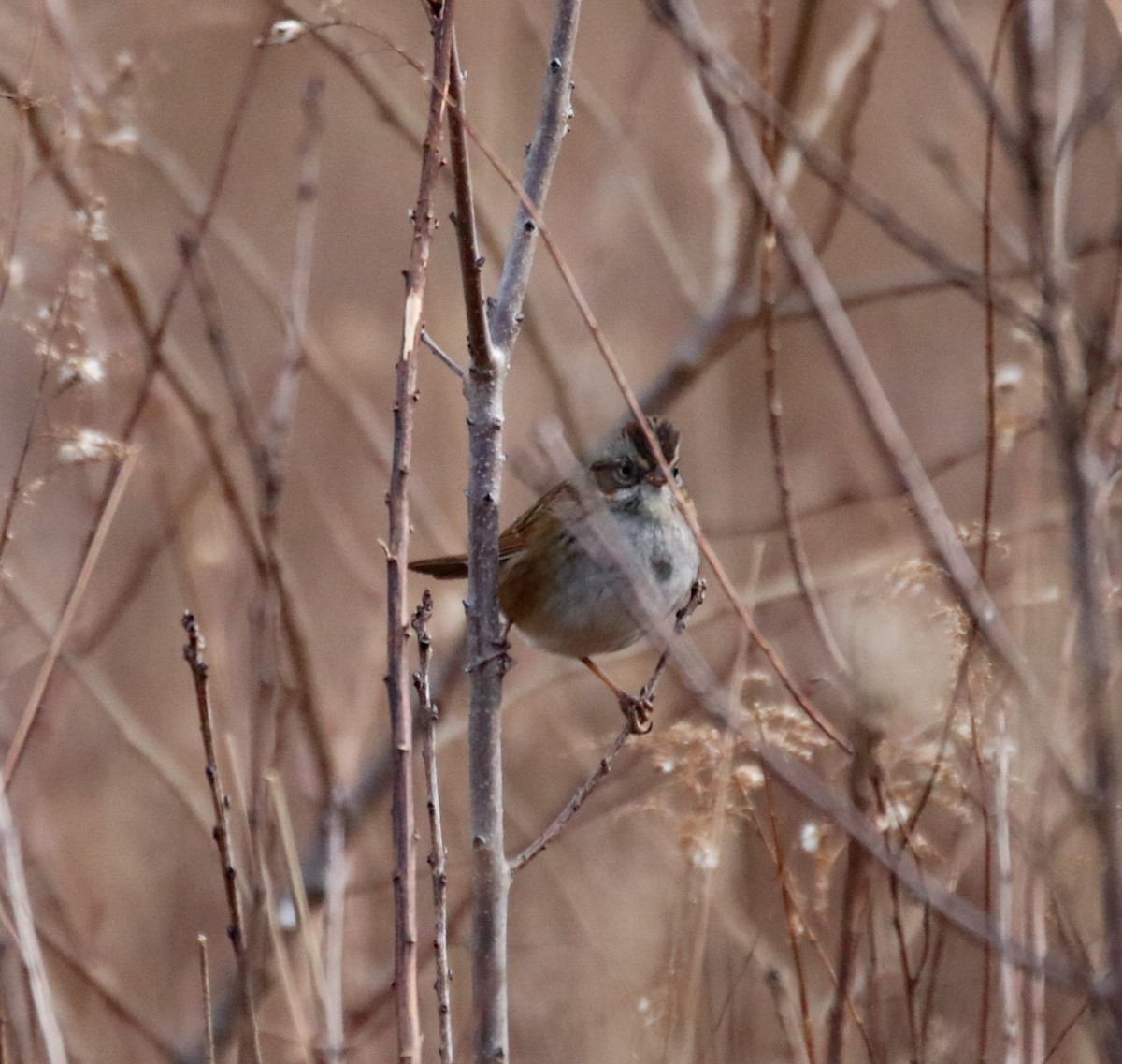 Swamp Sparrow - Kelly Krechmer