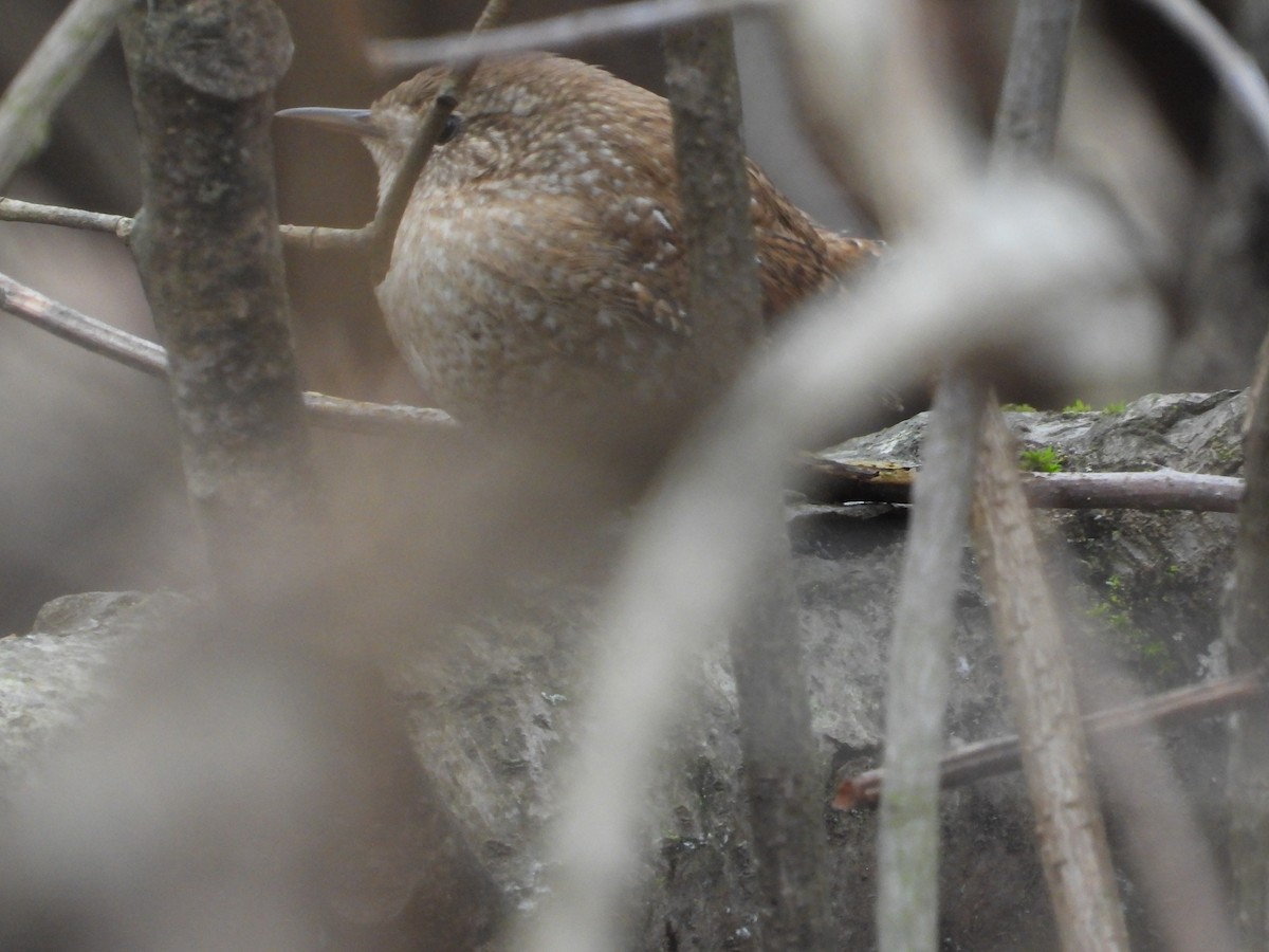 Winter Wren - ML614068533