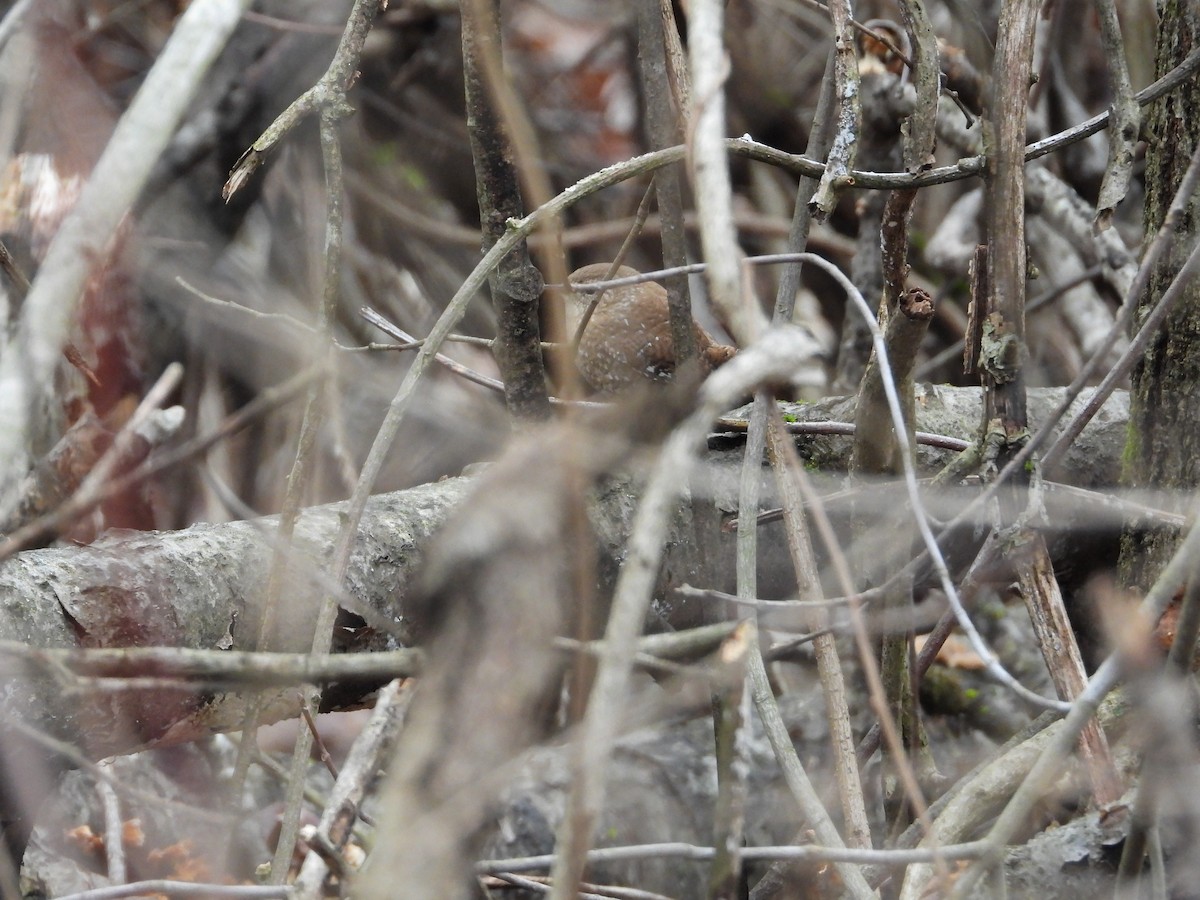 Winter Wren - ML614068534