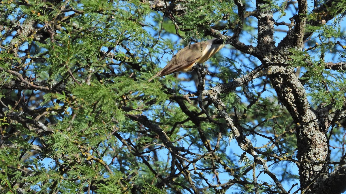 Dark-billed Cuckoo - ML614068578