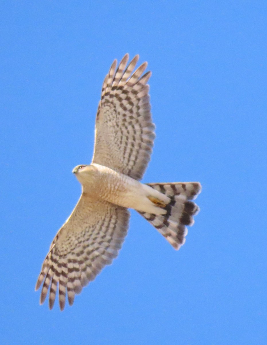 Sharp-shinned Hawk - ML614068619