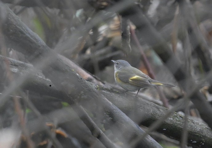 American Redstart - Donald Kirker