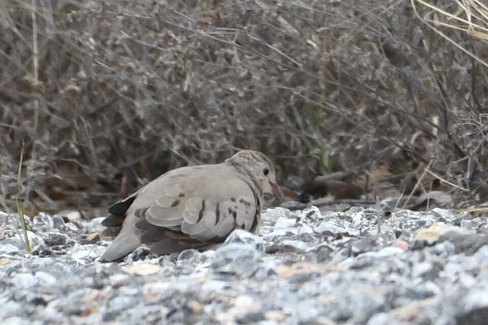 Common Ground Dove - ML614068626