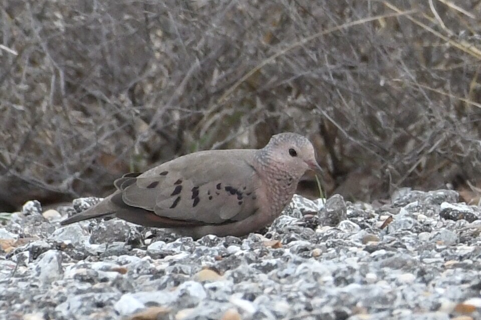 Common Ground Dove - ML614068627