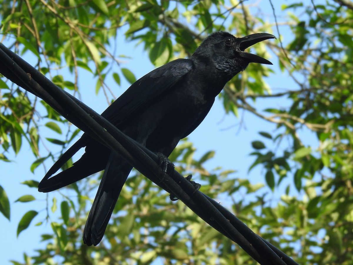 Large-billed Crow - ML614068648
