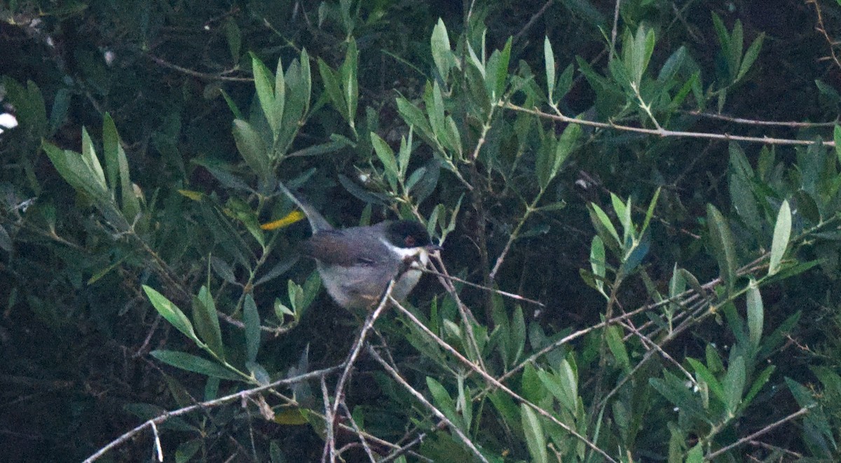 Sardinian Warbler - ML614068671