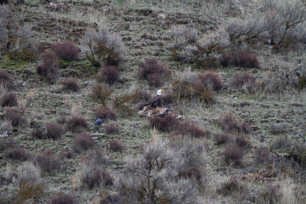 Bald Eagle - ML614068687