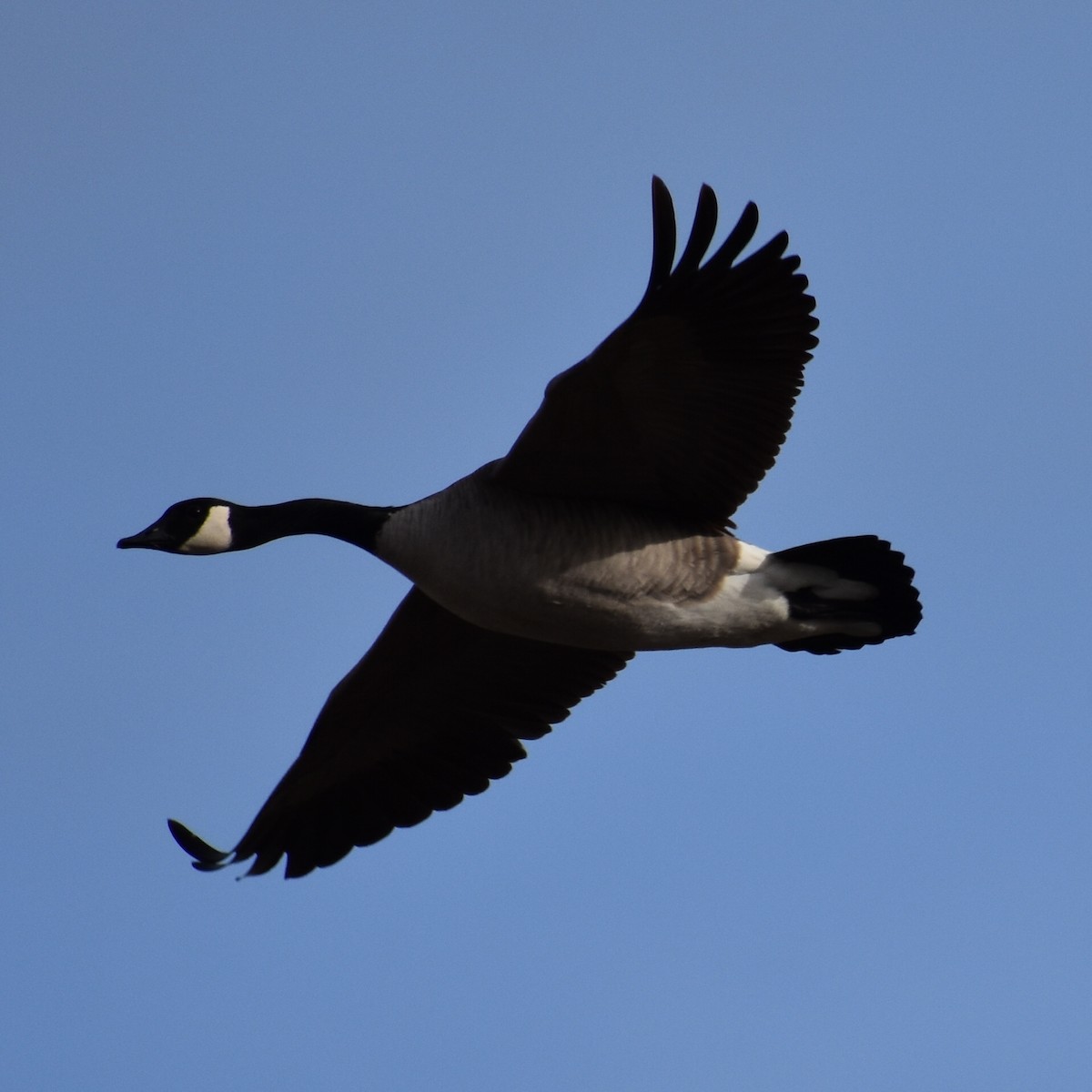 Canada Goose (moffitti/maxima) - Darren Hall